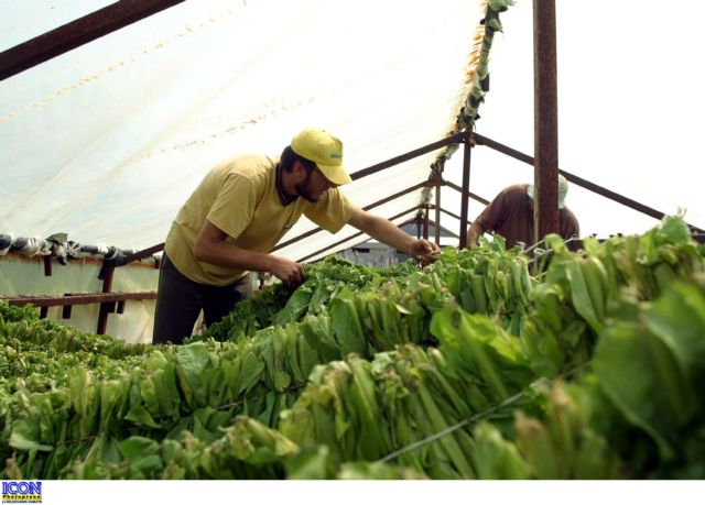 «Φιλί της ζωής» στους καπνοπαραγωγούς