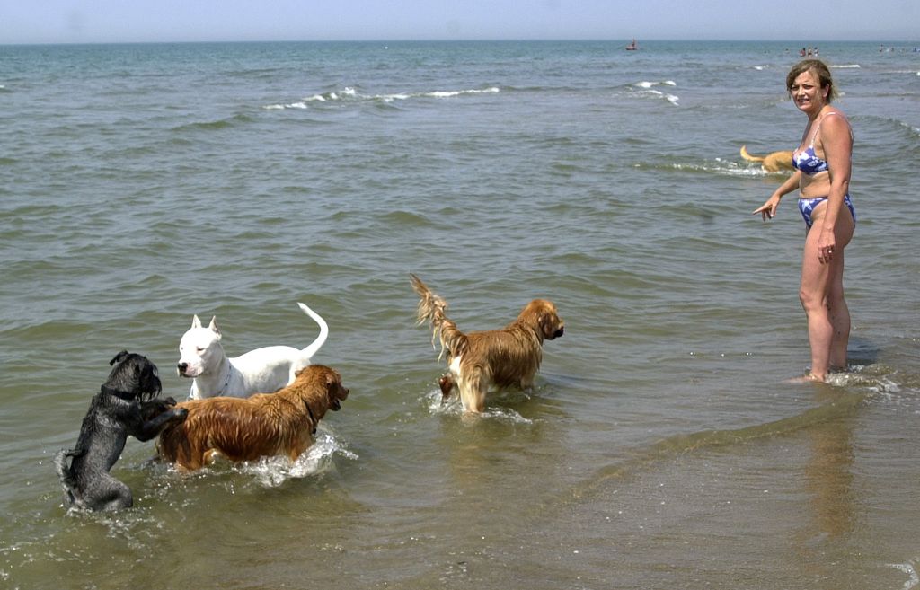 Παραλίες φιλικές για σκύλους στον δήμο Θερμαϊκού