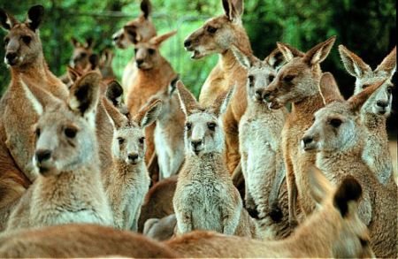 Αυστραλία: Επίθεση καγκουρό σε τουρίστες που τα φωτογράφιζαν