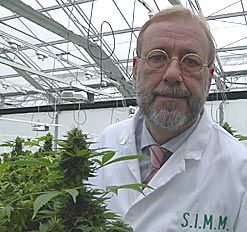 Πράσινο φως για την καλλιέργεια βιομηχανικής κάνναβης