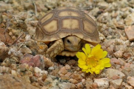 Δεν εξασθενούν όλοι οι οργανισμοί καθώς μεγαλώνουν