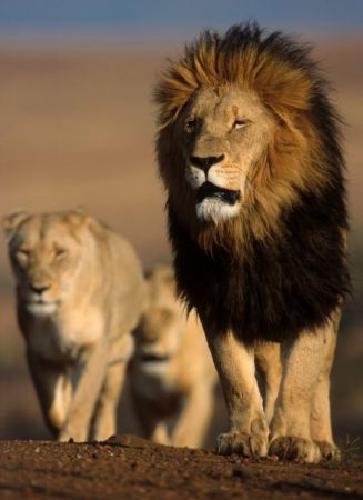 Τα αρπακτικά χάνονται, τα οικοσυστήματα απορρυθμίζονται