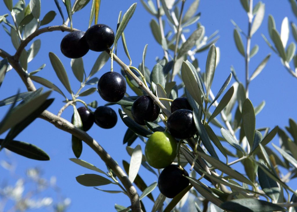 Κλείνουν οι ξένες αγορές για τις ελιές Καλαμών