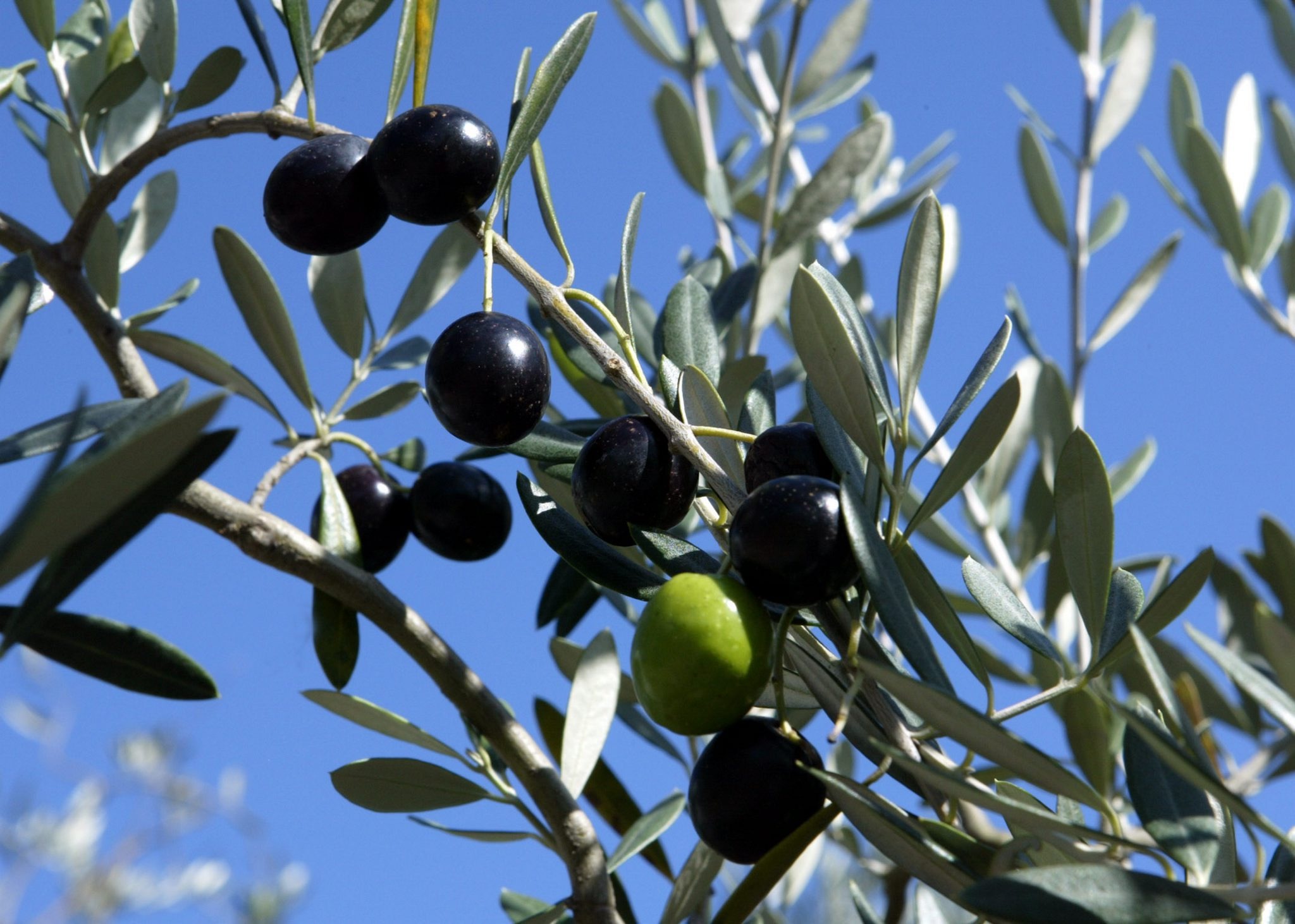 Κλείνουν οι ξένες αγορές για τις ελιές Καλαμών