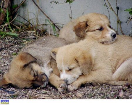 Πυροβόλησαν τρία αδέσποτα σκυλιά στο Λαύριο