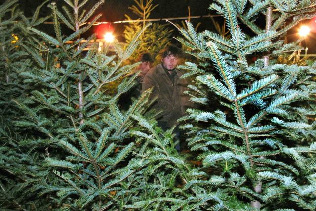 Για τις γιορτές των Χριστουγέννων θα κοπούν 106.260 δέντρα