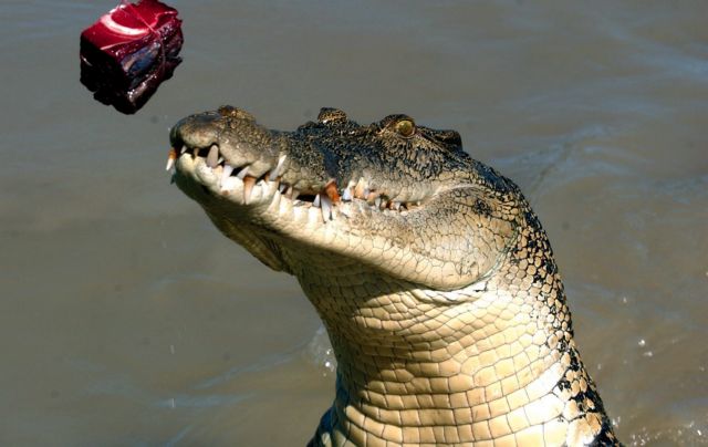 Crocodile spotted taking a dip into a lake in Crete