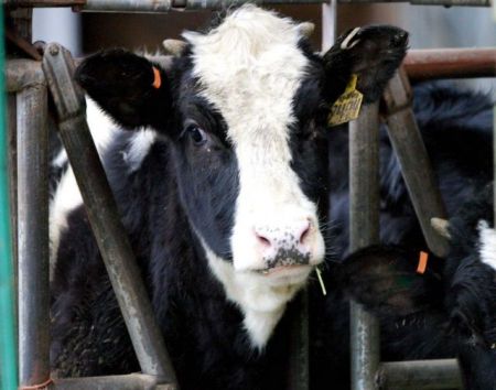 Θεσσαλονίκη: Κρούσμα οζώδους δερματίτιδας σε βουστάσιο