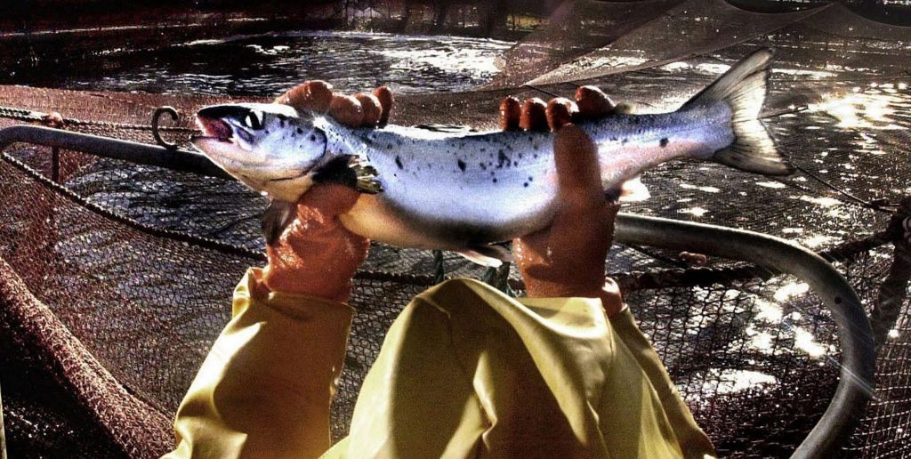 Η υψηλή ζήτηση ανεβάζει την τιμή του σολομού