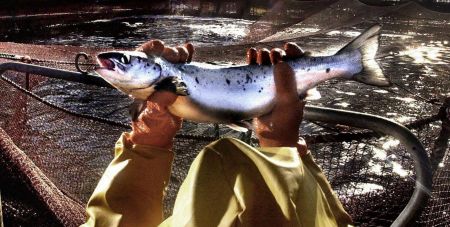 Η υψηλή ζήτηση ανεβάζει την τιμή του σολομού