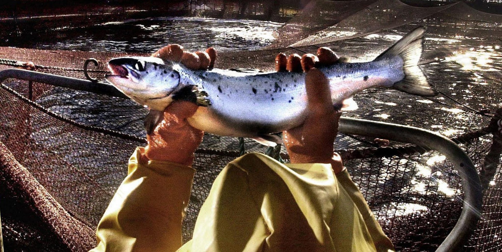 Η υψηλή ζήτηση ανεβάζει την τιμή του σολομού