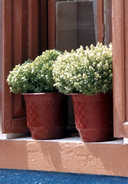 «Πράσινα» βραβεία για κήπο – βεράντα – μπαλκόνι στην Ελευσίνα