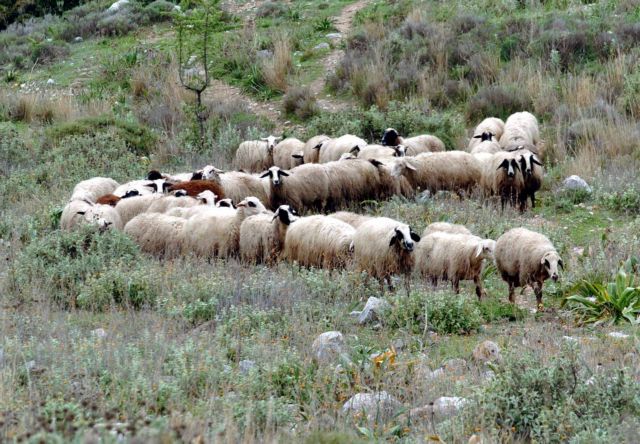 Investigation for suspected mass poisoning of sheep in Serres