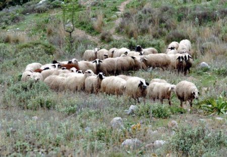 40 εκατ. στρέμματα περισσότεροι βοσκότοποι