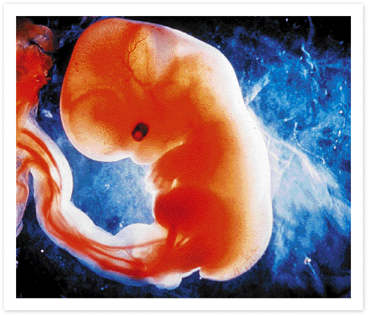 Ενα έμβρυο είναι αρκετό