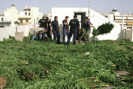 Άρτα: Αστυνομικοί δέχθηκαν πυρά στη διάρκεια έρευνας σε φυτεία χασίς