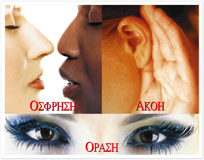 H αυτοκρατορία των αισθήσεων