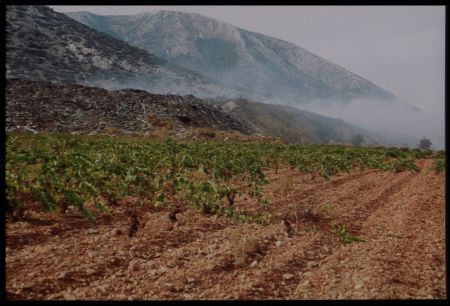 Κατάργηση ΕΦΚ στο κρασί πριν την έναρξη του τρύγου ζητούν οι παραγωγοί