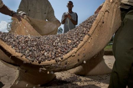 «Εναν αιθιοπικό καφέ, παρακαλώ…»