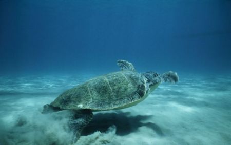 Θαλάσσια χελώνα επέστρεψε στα νερά της μετά από επέμβαση για αφαίρεση αγκιστριού