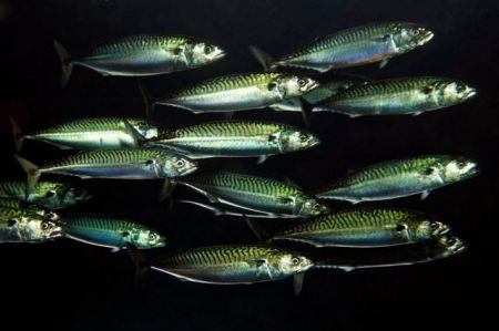 Η κλιματική αλλαγή φέρνει σκουμπρί και χρήμα στη Γροιλανδία