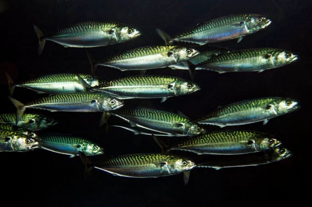 Η κλιματική αλλαγή φέρνει σκουμπρί και χρήμα στη Γροιλανδία