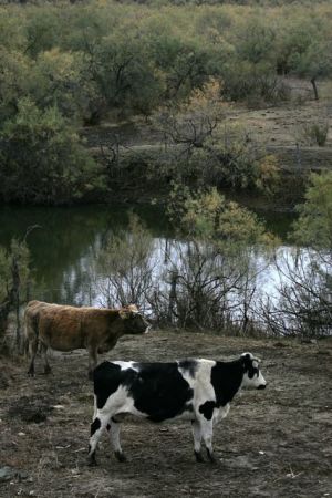 Η αδιαφορία απειλή για τα δάση και όχι η βόσκηση