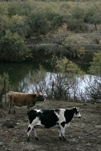 Η αδιαφορία απειλή για τα δάση και όχι η βόσκηση