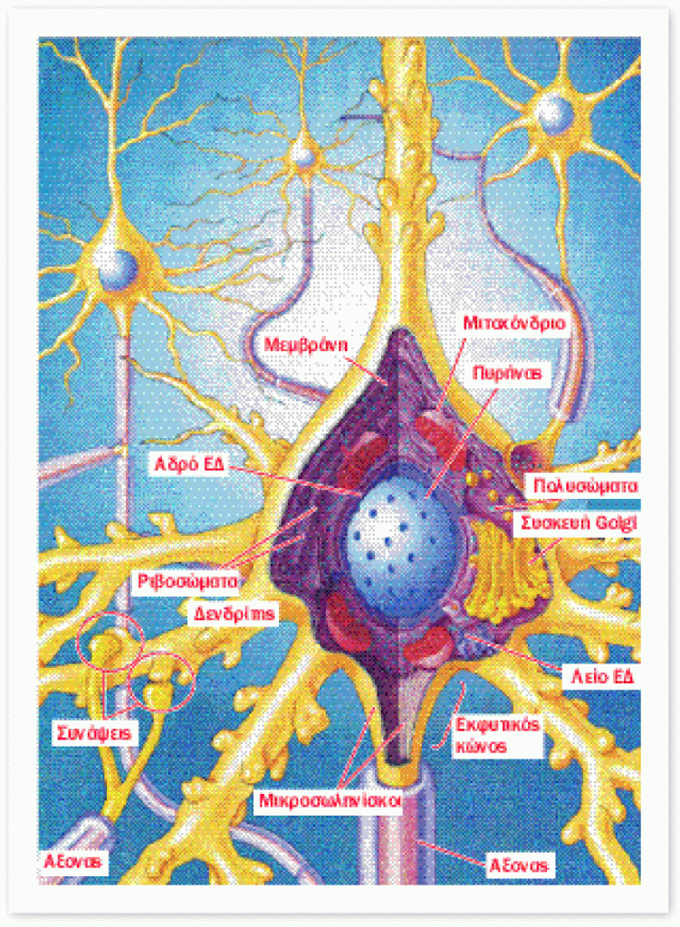 Ο «πλαστικός» μας εγκέφαλος