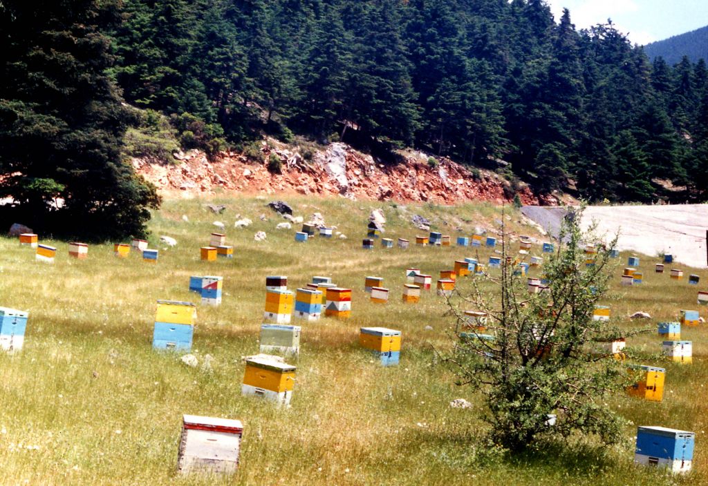 Σάμος: 70χρονος κατηγορείται για 40 κλοπές μελισσιών