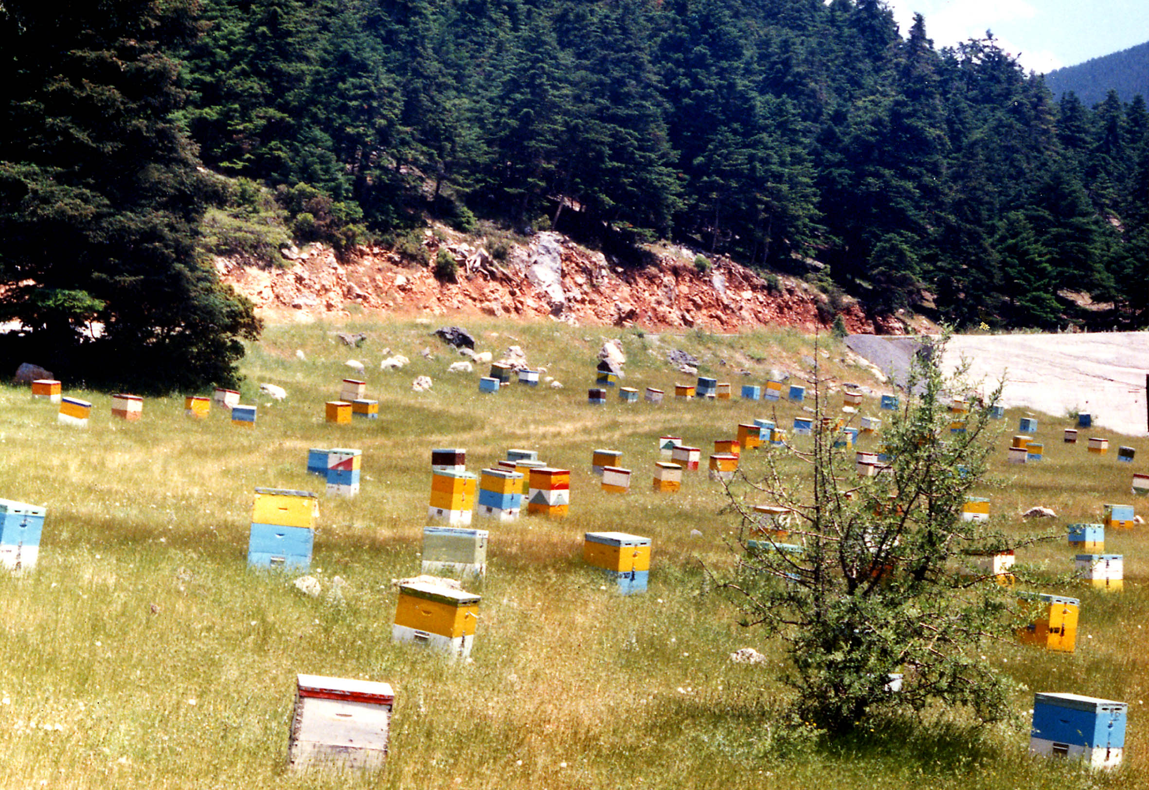 Σάμος: 70χρονος κατηγορείται για 40 κλοπές μελισσιών