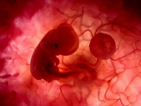 Βάζουν βλαστοκυττάρα σε αναπτυσσόμενα έμβρυα!