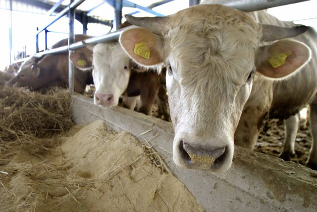 Με 600 ευρώ το ζώο πληρώθηκε η οζώδης δερματίτιδα των βοοειδών | tovima.gr