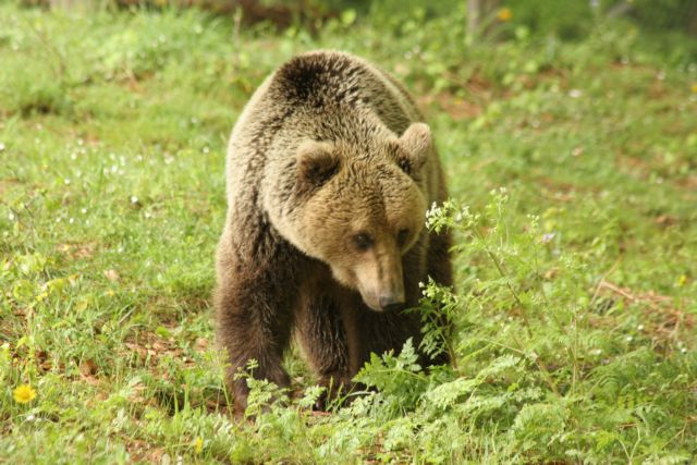 Ξυπνητούρια ύστερα από ενάμιση μήνα για τις αρκούδες στο Νυμφαίο