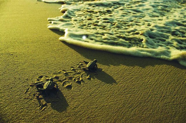 European Courts slam Greece over Zakynthos landfill site