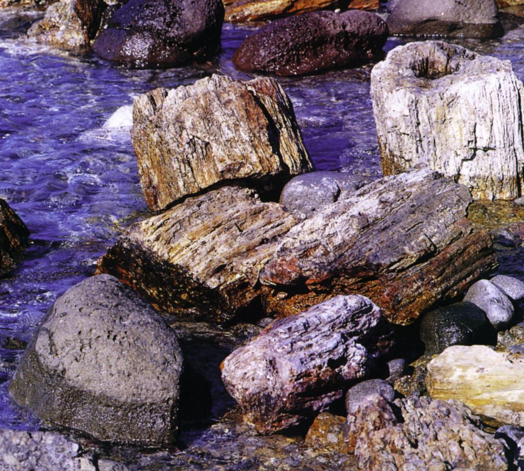 Λέσβος: Υποψήφιο Μνημείο Παγκόσμιας Κληρονομιάς το Απολιθωμένο Δάσος