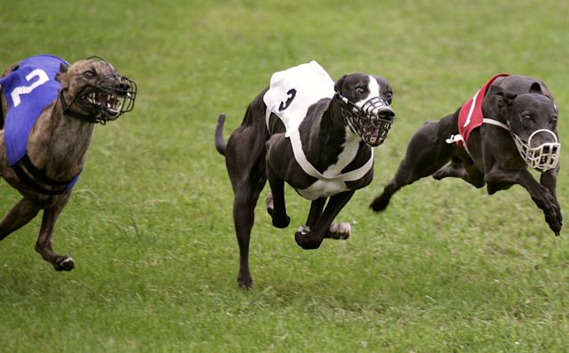 Αυστραλία: Στο φως οι βάρβαρες μέθοδοι εκπαίδευσης στις κυνοδρομίες