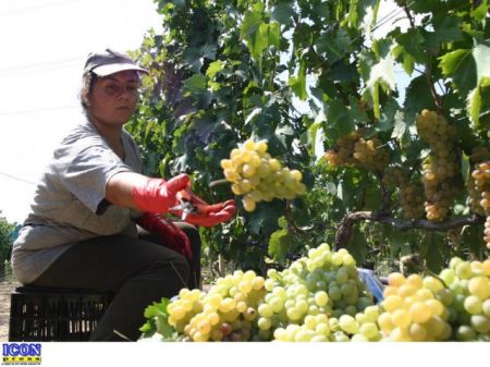 Από το εργαστήριο στο χωράφι:Λύσεις σε προβλήματα του αγροτικού τομέα