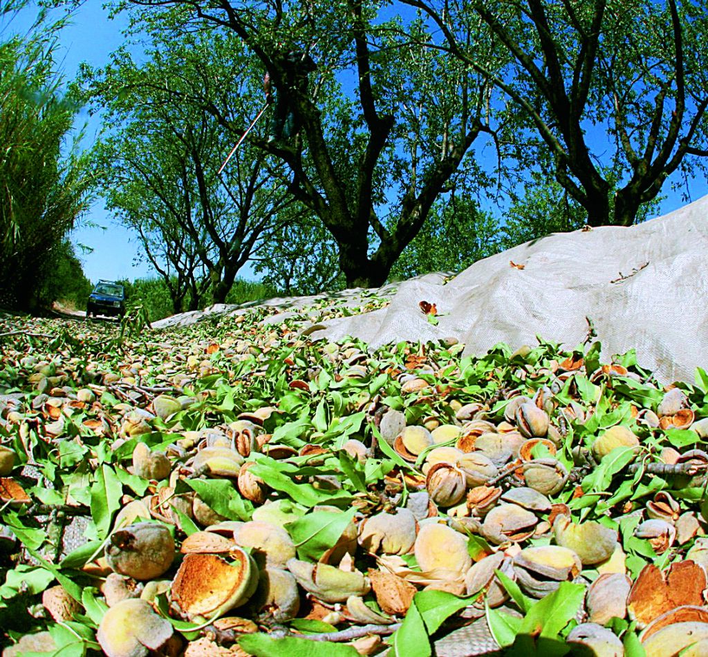 Εγγυημένο εισόδημα από αμύγδαλα και καρύδια