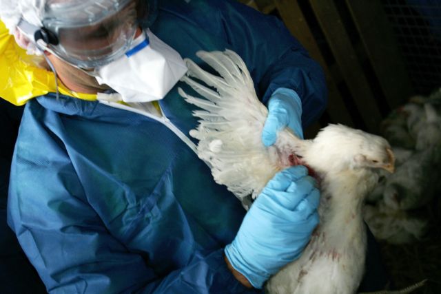 Οκτώ χώρες αναστέλλουν τις εισαγωγές πουλερικών από τη Γαλλία