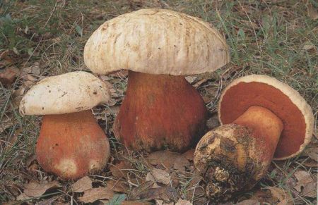 «Επιδημία» δηλητηριάσεων από μανιτάρια στην Ελλάδα