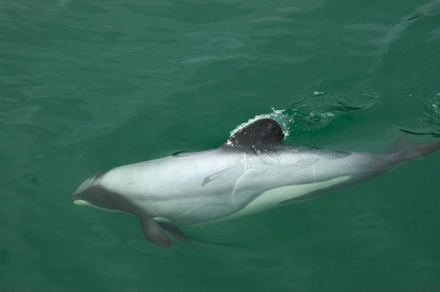 Εξαφανίζεται το σπανιότερο δελφίνι στον κόσμο