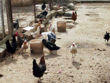 Εξώδικα σε στάβλους, στάνες και κοτέτσια