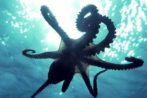 Πώς το χταπόδι δεν… δένεται κόμπος