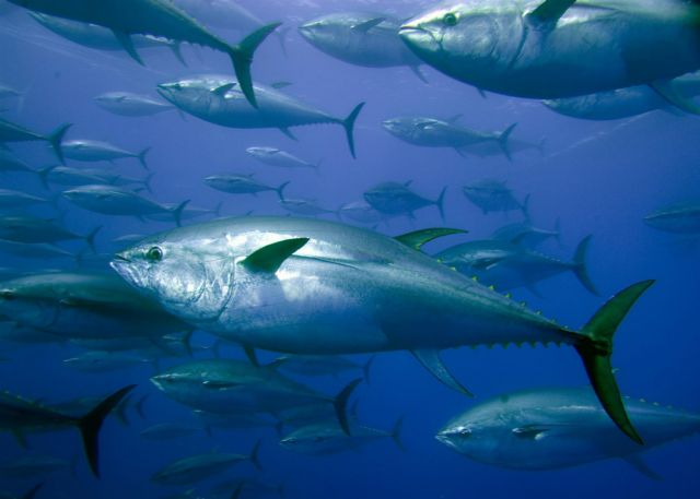 Μεσόγειος: ένα από τα 20 θαλάσσια οικοσυστήματα που κινδυνεύουν