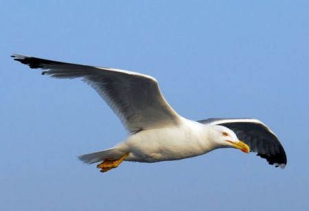 Βέλγιο: Drones και ψεύτικα αυγά εναντίον γλάρων