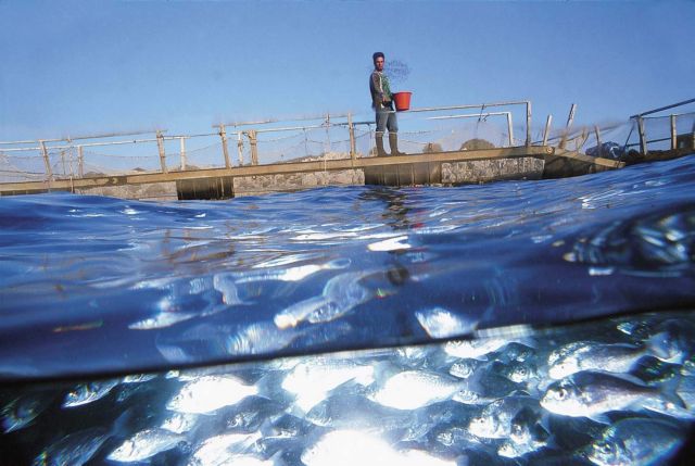 Από τον «Δία»αρχίζει η αναδιάρθρωση στα ψάρια