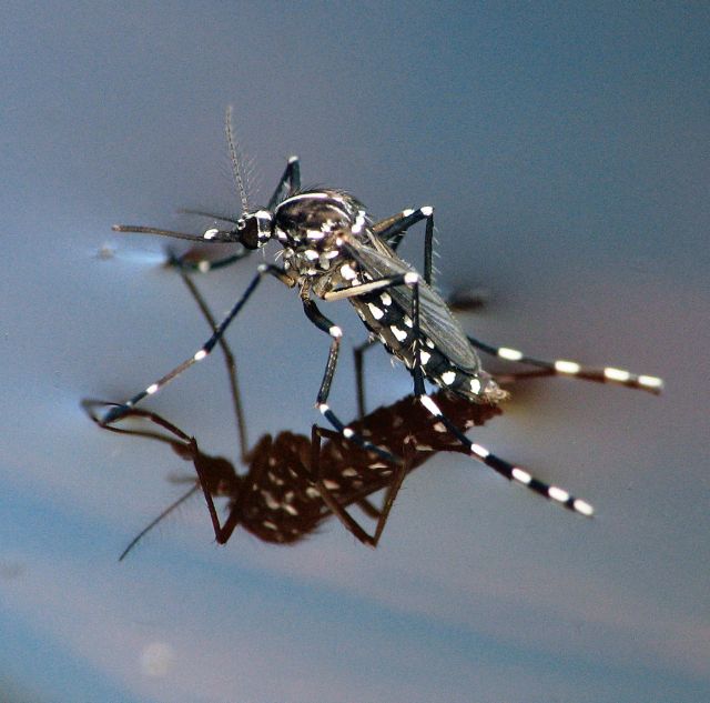 Πώς τα κουνούπια περπατούν στο νερό | tovima.gr