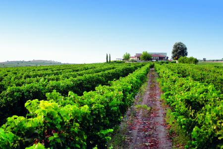 Ελληνικός αμπελώνας