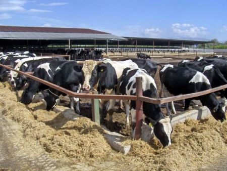 Cattle farmers protesting over planned deregulation of fresh milk